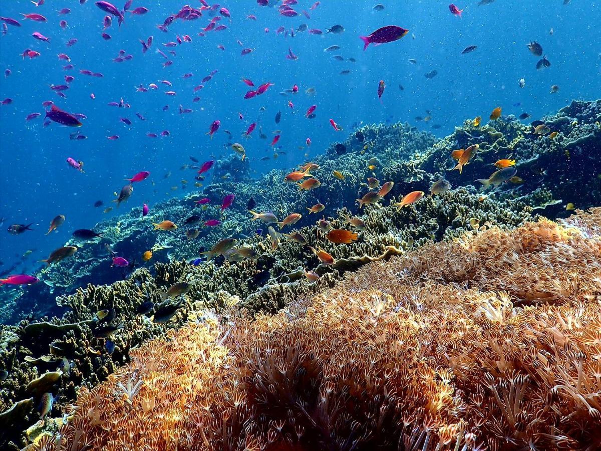 Love'S Beach & Dive Resort Moalboal Exteriör bild